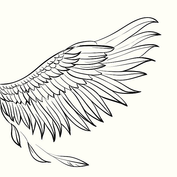 ręcznie rysowane wing - phoenix tattoo bird wing stock illustrations