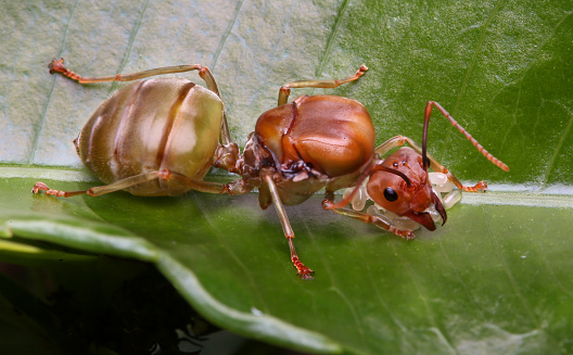 Brown Queen Ant on a leaf