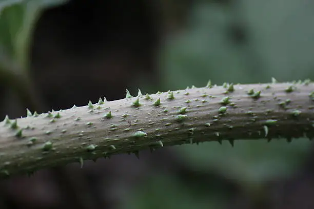 Thorny stem of the Chilean rhubarb (Gunnera tinctoria).