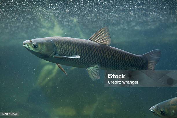 Grass Carp Stock Photo - Download Image Now - Amur River, Animal, Animal Themes