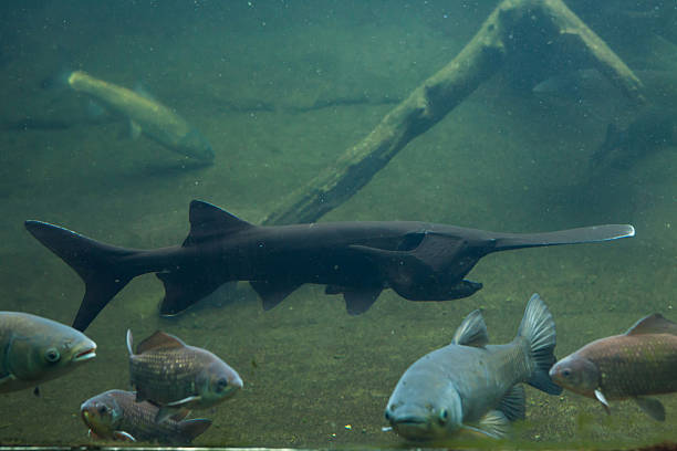 Free picture: paddlefish, underwater, photography, polyodon, spathula