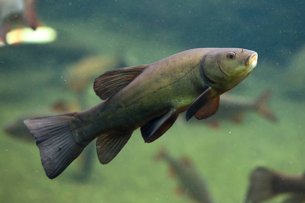 tenca (tinca tinca), también conocido como el médico peces. - siberia river nature photograph fotografías e imágenes de stock