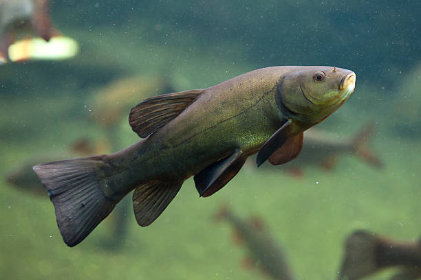 tinca (tinca tinca), noto anche come il medico pesce. - siberia river nature photograph foto e immagini stock