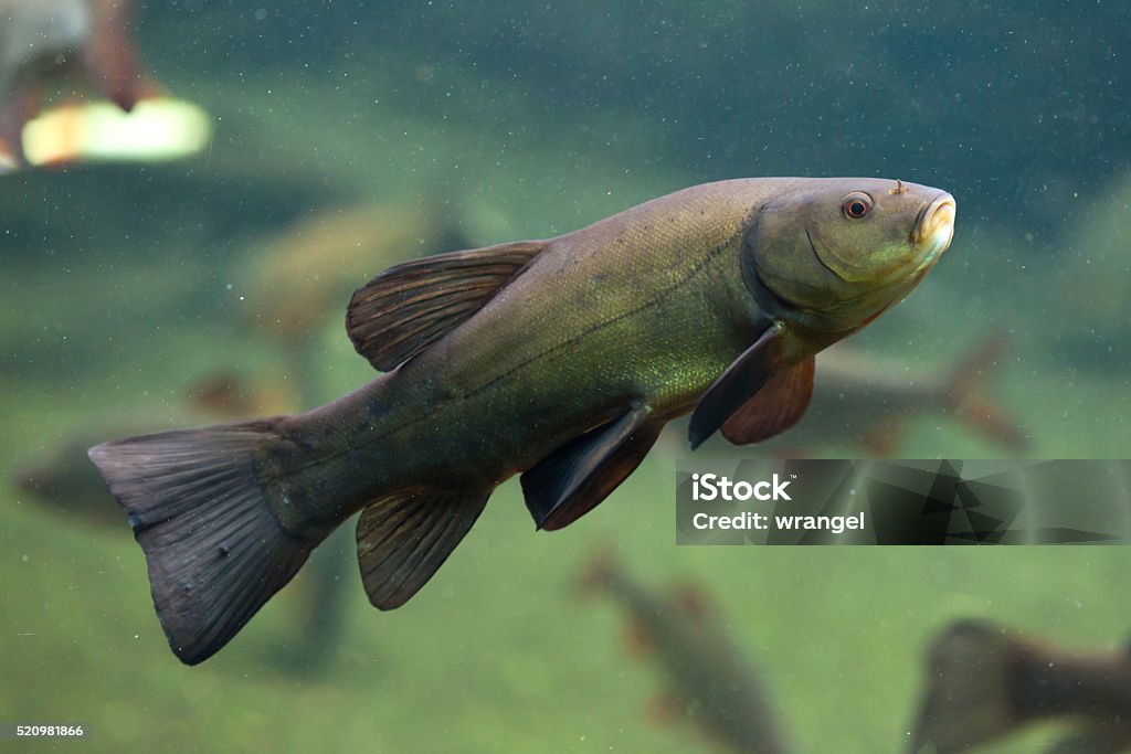 Tench Also Known As The Doctor Fish Stock Photo - Download Image Now -  iStock