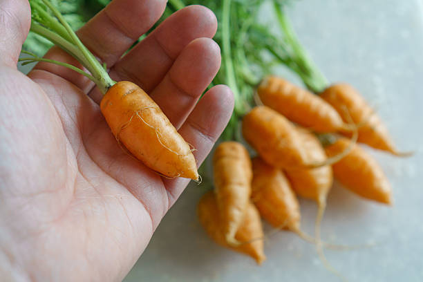 A photo of raw, organic, Thumbelina carrots.  On the left hand side, a hand holds one thumbelina carrot in focus.  The rest of the carrots are on a white cutting board and out of focus.