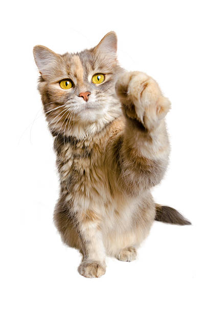 istock Calico cat with paw raised 520983910