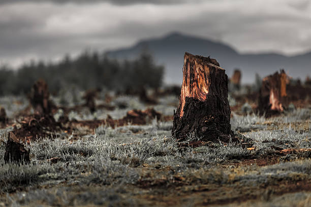 Madagascar Stumps on the valley caused by deforestation and slash and burn type of agriculture of Madagascar deforestation stock pictures, royalty-free photos & images