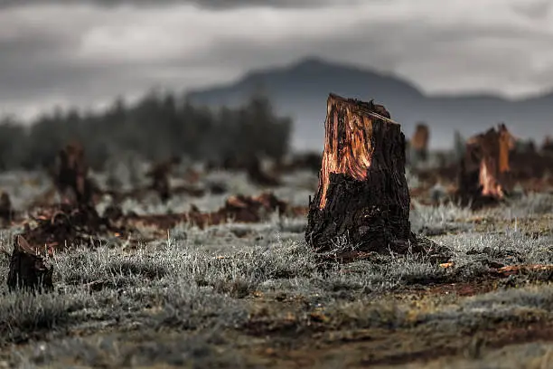 Stumps on the valley caused by deforestation and slash and burn type of agriculture of Madagascar