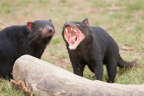 Close up of a Tasmanian Devil. They are well known for their aggression and the power of their teeth and jaws.