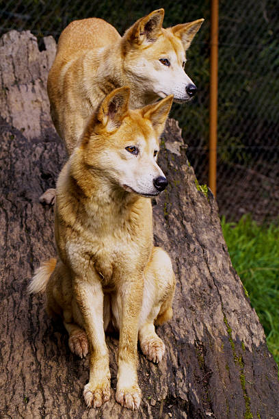 dingo (canis lupus dingo) - dingo stock-fotos und bilder