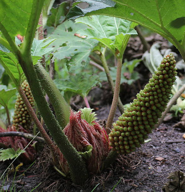 チリルバーブ - gunnera ストックフォトと画像