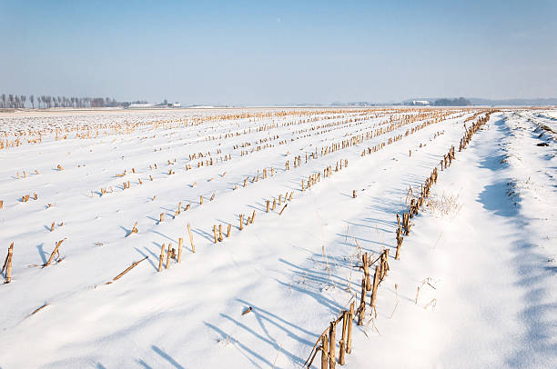 istock Rows of maize stubbles in snow 521000909