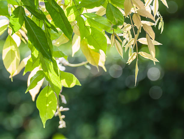 istock Translucent green leaves backlit by afternoon sun 521001441