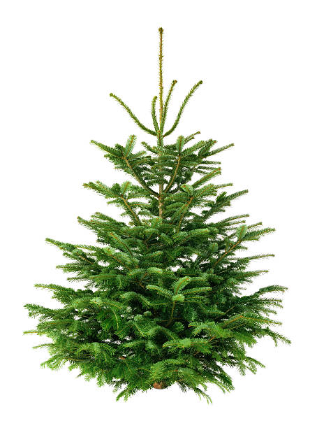 istock Perfect fir tree on pure white 521001501