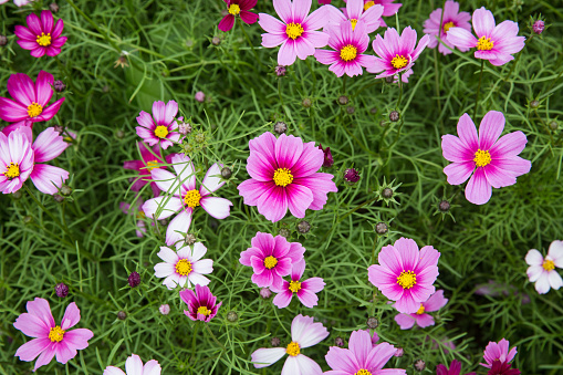 Many little flowers in a garden's flowerbeds.Flower blossoming in spring with vibrant color.