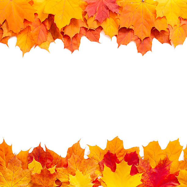 istock Autumn leaves isolated 521002051