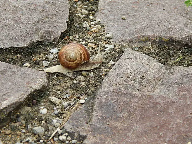 Photo of Snail