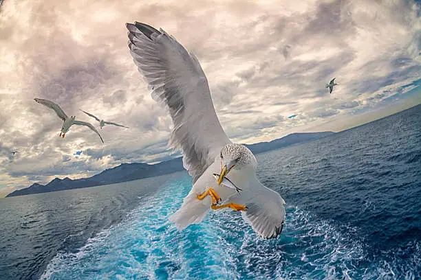 beautiful Seagull holding fish in a beak in front of camera on a cruise boat
