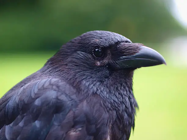 Portrait of a Black Carrion Crow (Corvus corone) in a park