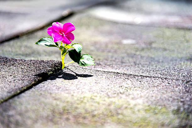 istock Wild flower growing out of tiled pavement 521002914