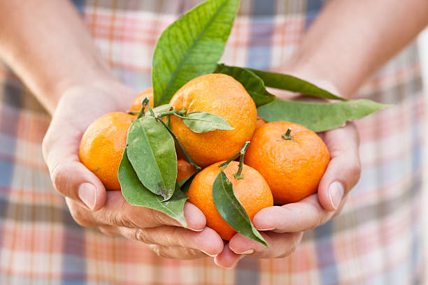 istock Organic tangerines in a woman's palms 521003001