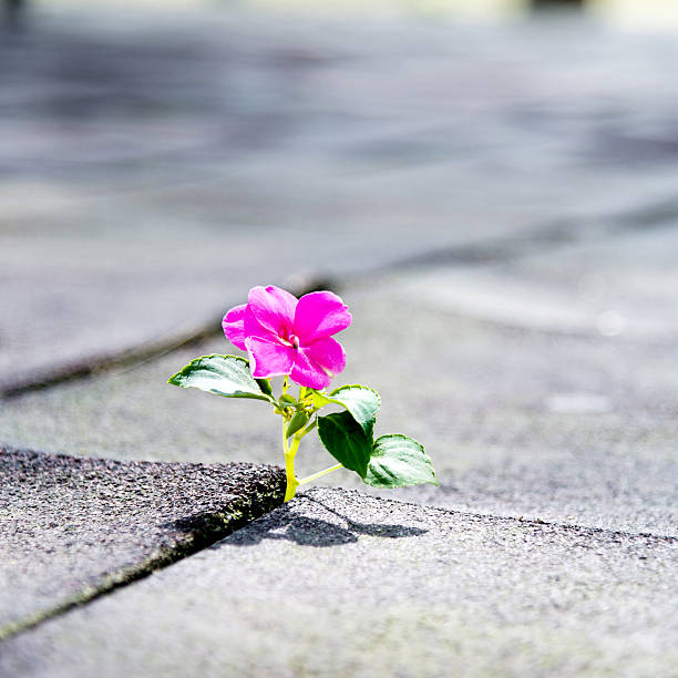 istock Wild flower growing out of tiled pavement 521003488