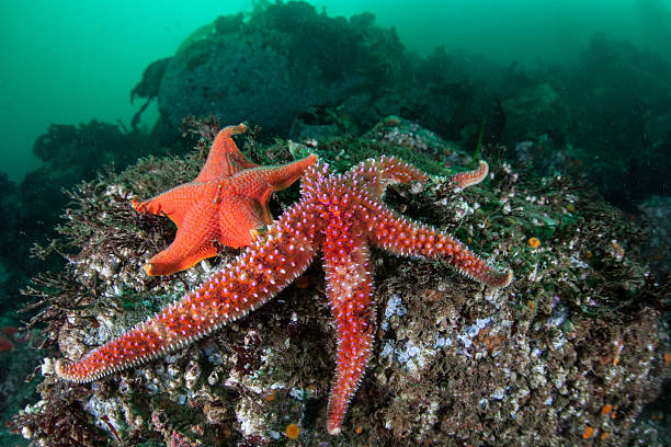istock Colorful Starfish in California 521003950
