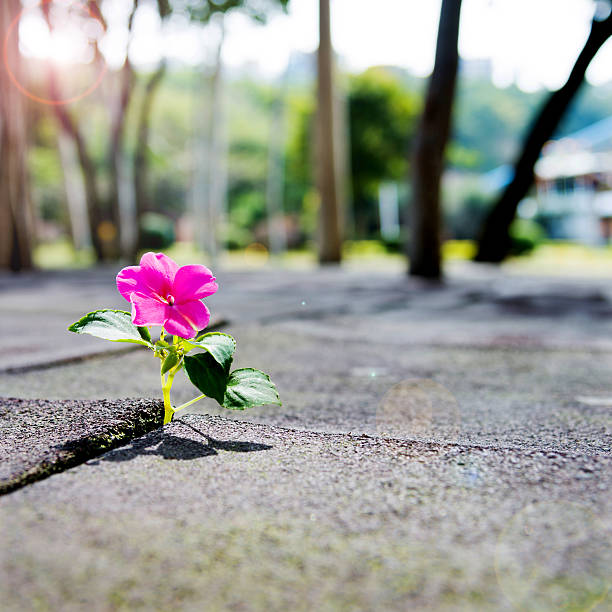istock Wild flower growing out of tiled pavement 521003960