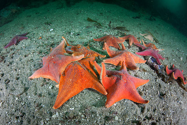 istock Bat Starfish in California 521003982