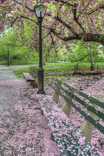istock Prunus serrulata or Japanese Cherry 521004365