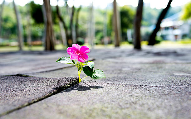 istock Wild flower growing out of tiled pavement 521004372