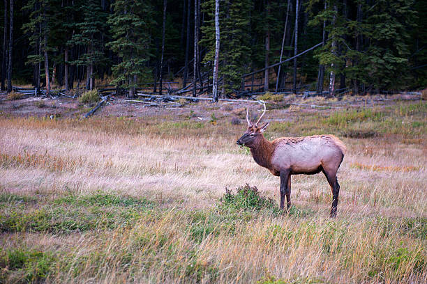 wapiti - eco turism стоковые фото и изображения