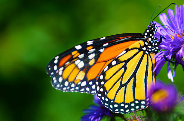 istock Orange Butterfly In Nature Park 521005149