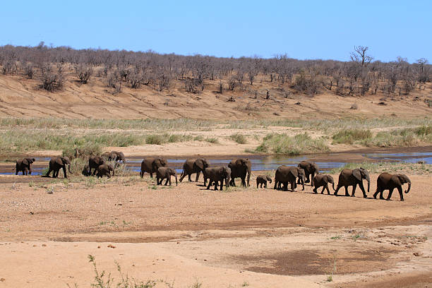 istock herd of Elephants passing close to river kruger national park 521005225