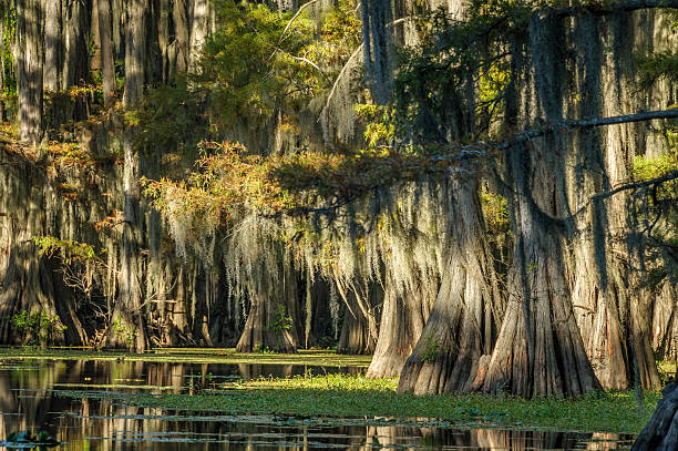 istock Afternoon in the Swamp 521005443