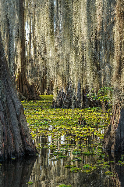 swaamp beleza - lago caddo - fotografias e filmes do acervo