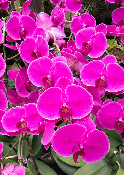 istock purple orchid in the garden 521005586