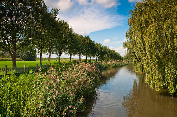 istock Dutch landscape with water, reed, trees and grass 521005637