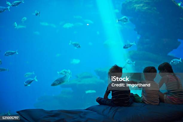 Kinder In Einem Riesigen Aquarium Suchen Sie Im Fish Stockfoto und mehr Bilder von Öffentliches Aquarium