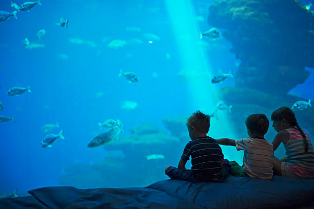 dzieci w ogromnym akwarium patrząc na ryby - think tank obrazy zdjęcia i obrazy z banku zdjęć