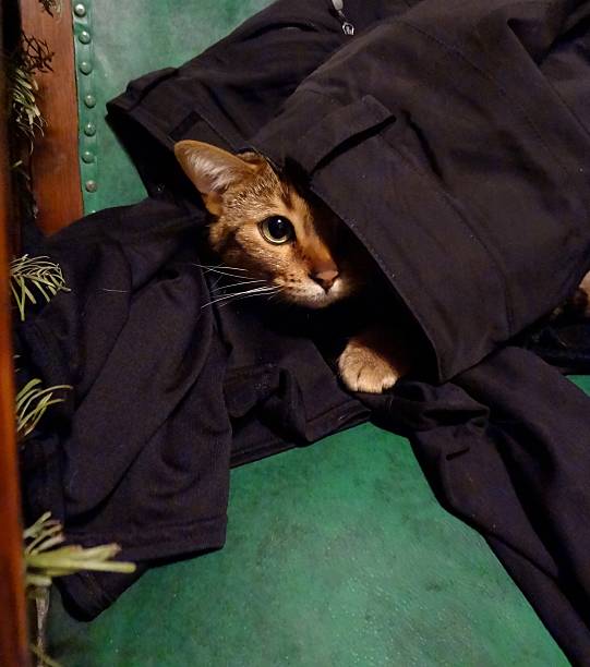 istock Bengal Cat Waiting to Ambush 521005904