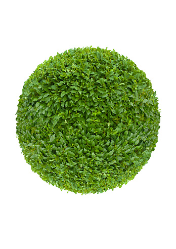 ball of green leaves isolated on white