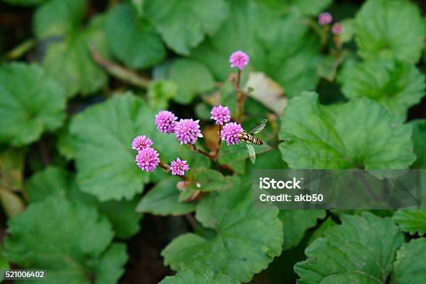 Persicaria Capitata And Flower Fly In Kamakura Japan Stock Photo - Download Image Now