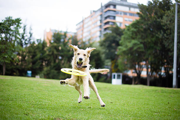 Happy dog playing with a frisbee stock photo