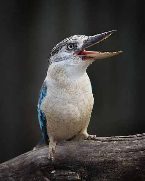 Close up view of a kookaburra. Australia.