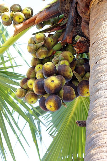 istock toddy palm or Palmyra palm fruits 521007260
