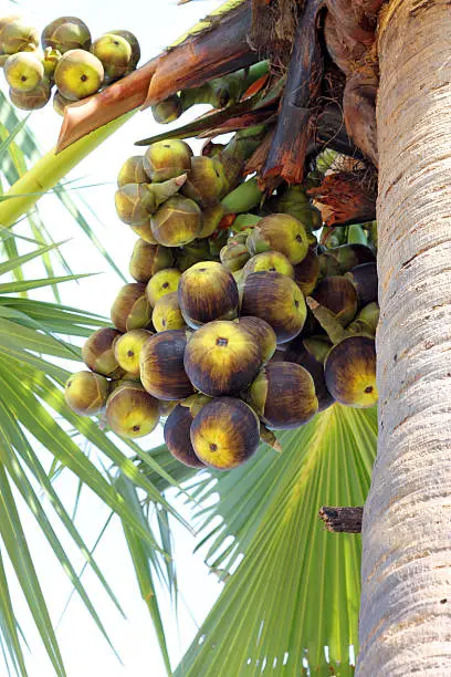 Photo of toddy palm or Palmyra palm fruits