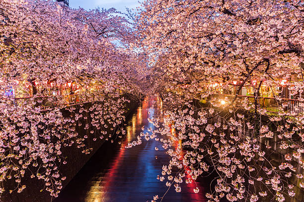 istock Cherry blossom or Sakura at Meguro Canal. 521007736
