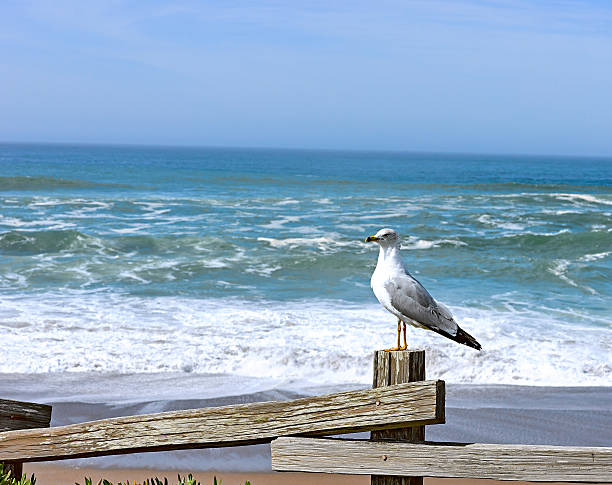 istock Lone seagull standing on fence post near an ocean beach. 521008366