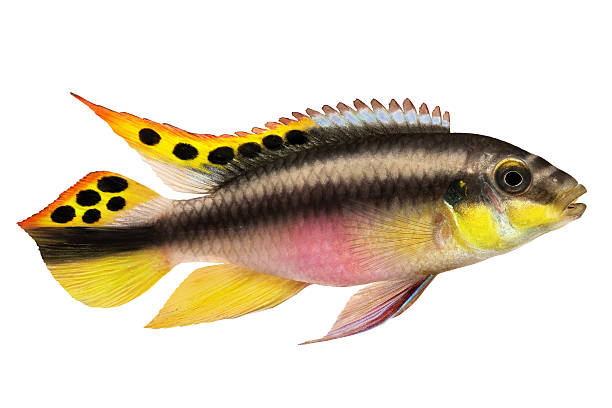 숫나사 pelvicachromis pulcher kribensis 시클리드 수족관 고기잡이 - brooder 뉴스 사진 이미지
